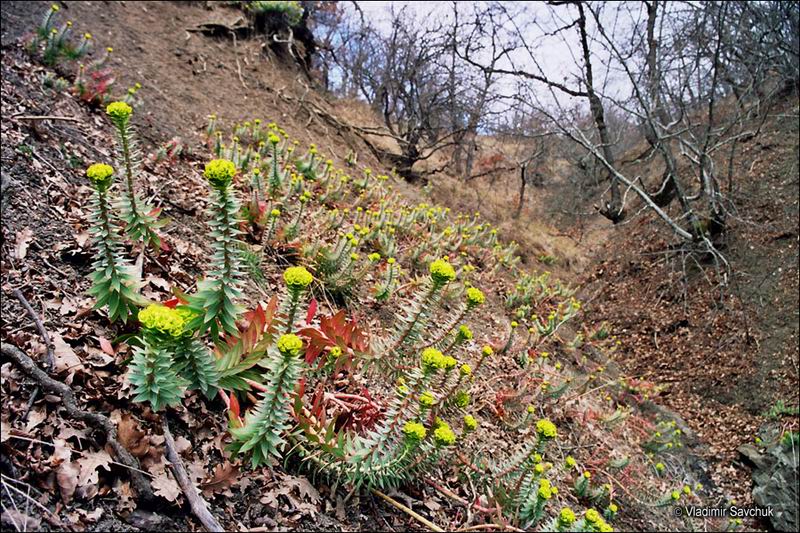 Изображение особи Euphorbia rigida.