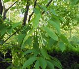 Acer carpinifolium