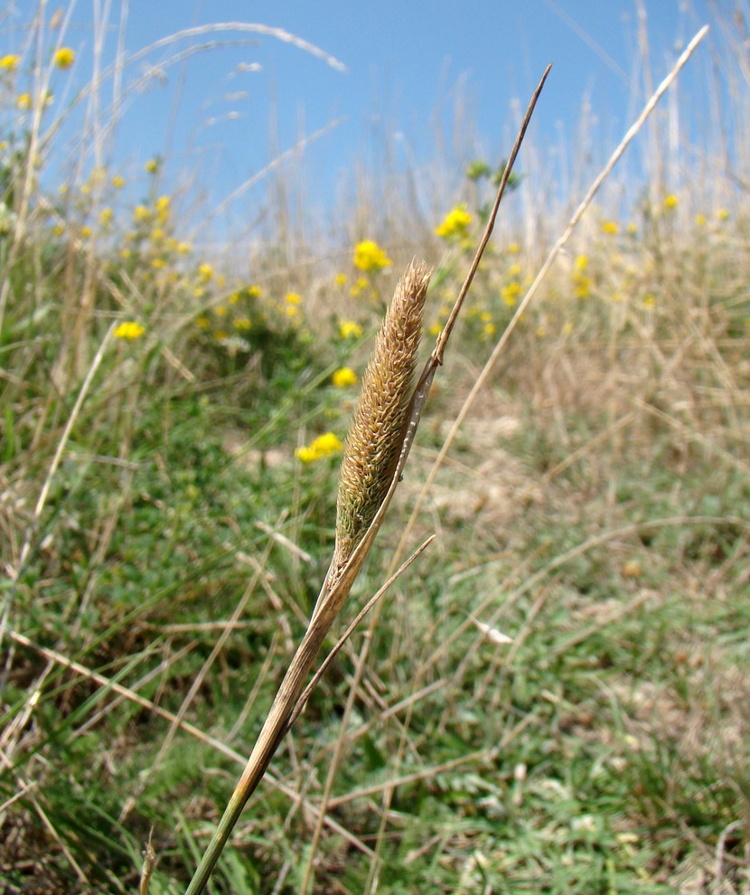 Изображение особи Phleum nodosum.