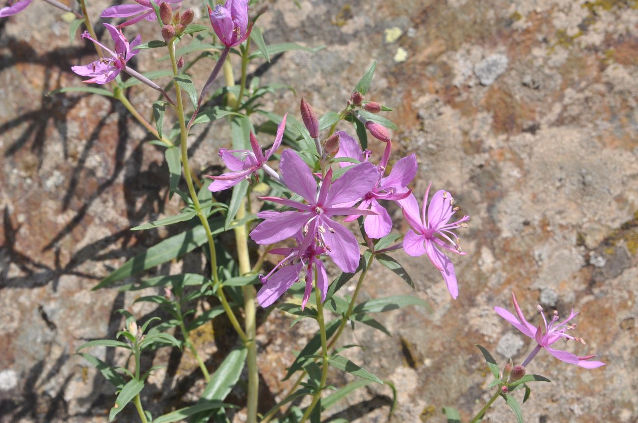 Image of Chamaenerion colchicum specimen.