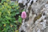 Bistorta carnea