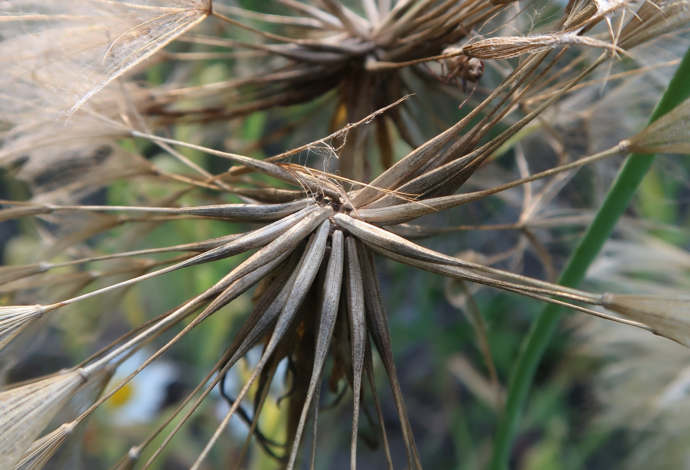 Изображение особи Tragopogon sibiricus.