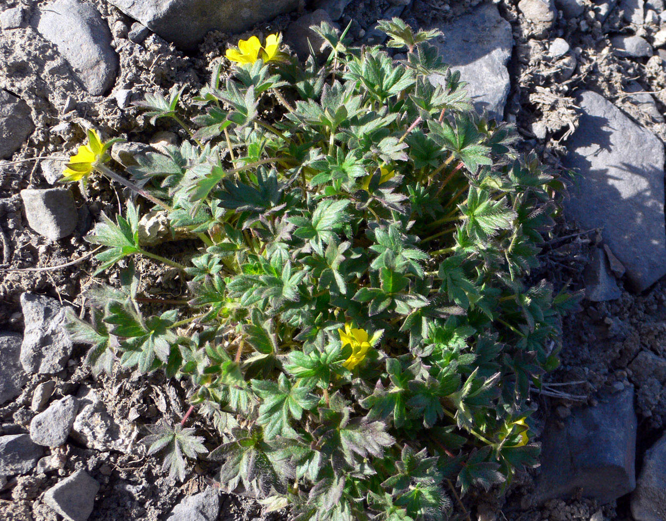 Image of genus Potentilla specimen.