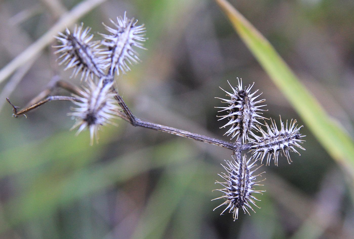 Image of Orlaya daucoides specimen.