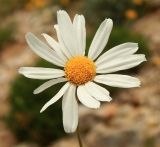 семейство Asteraceae. Соцветие. Черногория, нац. Парк Ловчен, гора Језерски врх (1,657 м), участок горной степи возле лестницы, ведущей к мавзолею Петра ll Петровича Негоша. Июля 2018 г.