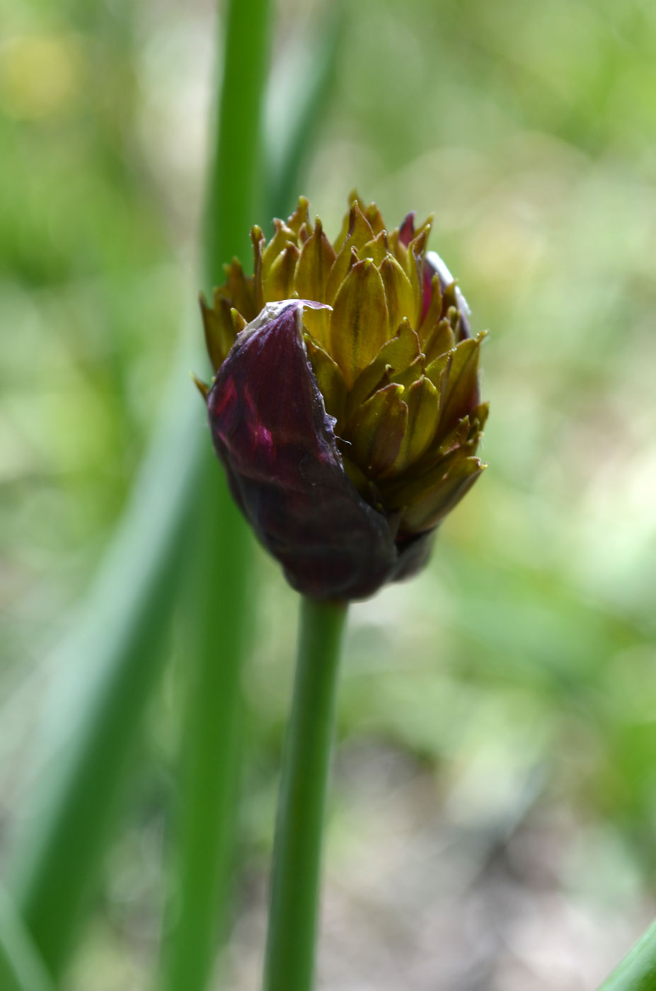 Image of Allium fedtschenkoanum specimen.