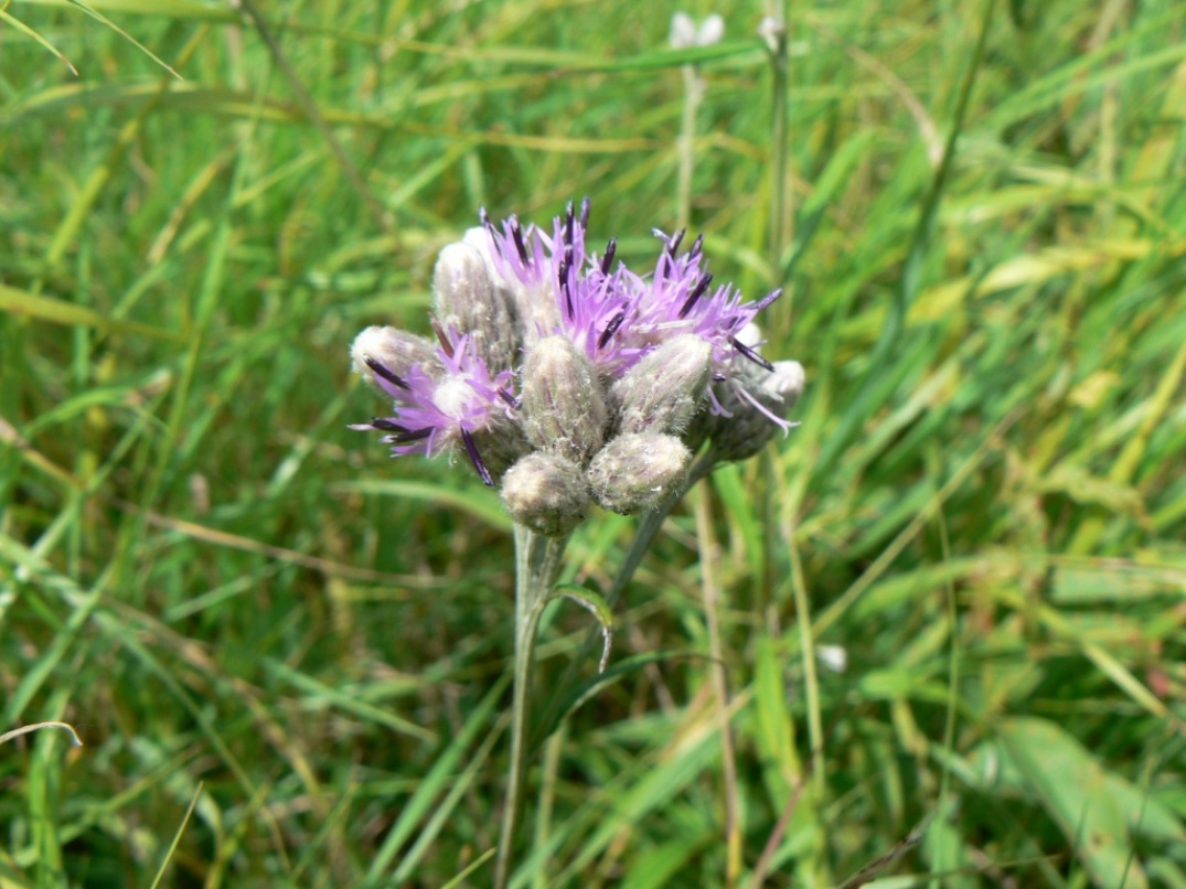 Изображение особи Saussurea amurensis.