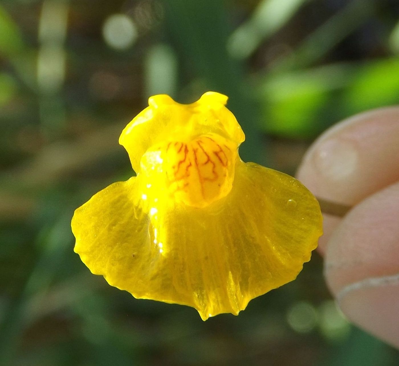 Image of Utricularia &times; neglecta specimen.