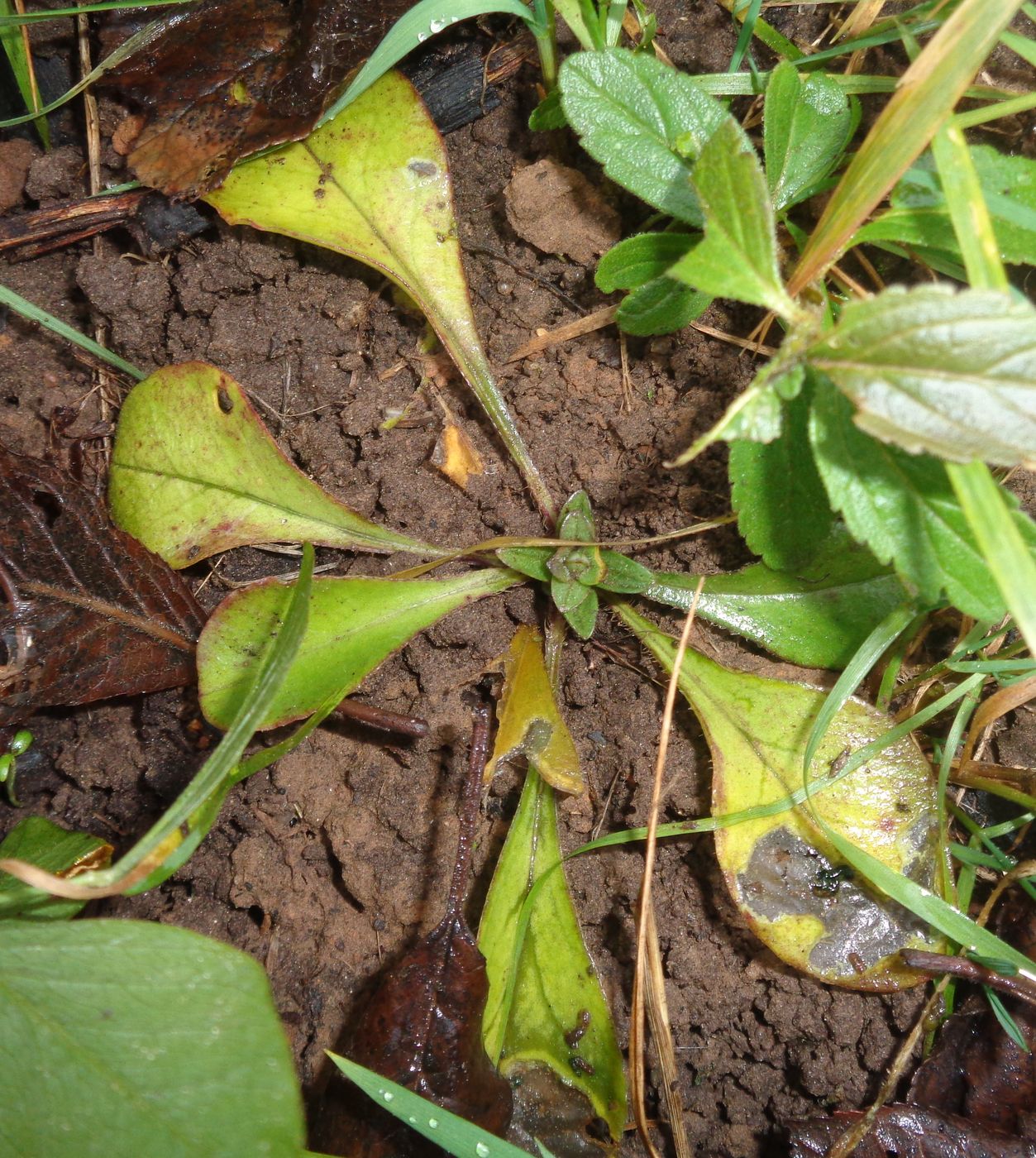 Image of Phlox stolonifera specimen.