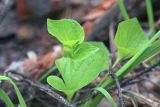 Viola brachysepala