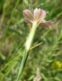 Dianthus guttatus