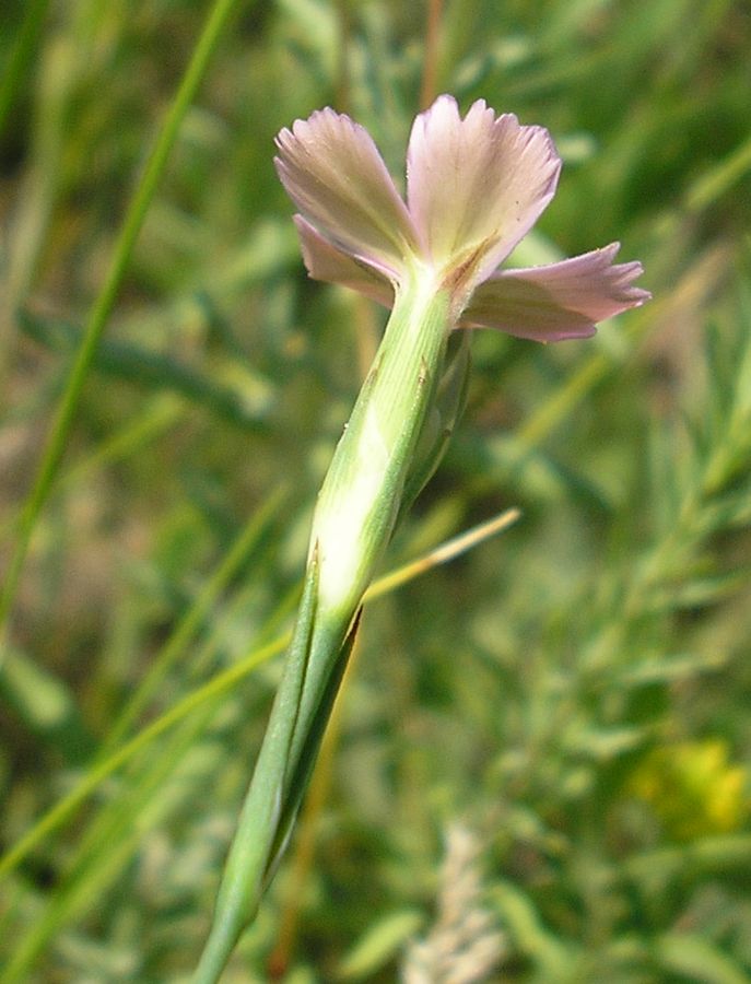 Изображение особи Dianthus guttatus.