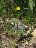 Potentilla norvegica