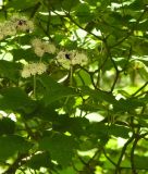 Viburnum acerifolium. Ветви с соцветиями. Польша, г. Рогов, арборетум, в культуре. 29.05.2018.