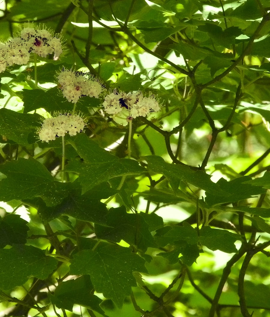 Image of Viburnum acerifolium specimen.