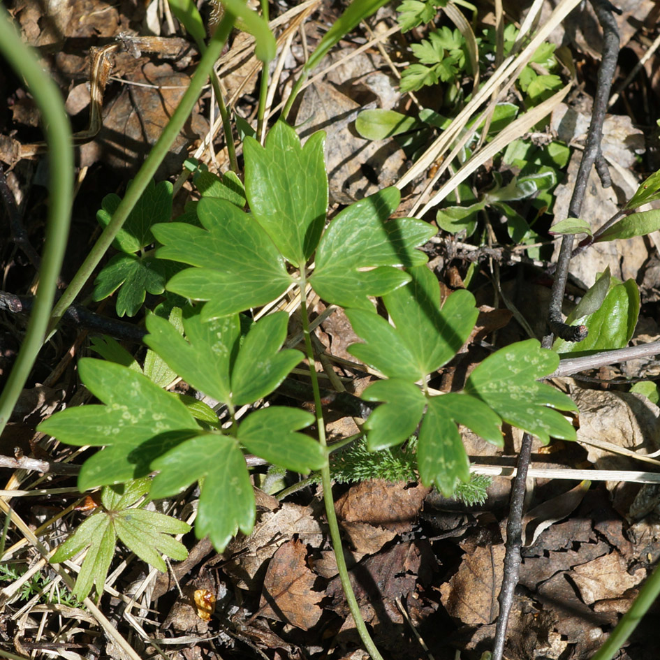 Изображение особи Aquilegia parviflora.