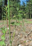 Pimpinella nigra. Часть побега. Архангельская обл., Вельский р-н, окр. пос. Усть-Шоноша, сухая луговина близ дороги. 29.06.2011.