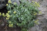 Alchemilla sericea