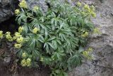 Alchemilla sericea. Цветущeе растениe. Карачаево-Черкесия, Зеленчукский р-н, окр. пос. Архыз, хребет Абишира-Ахуба, западный склон пер. Агур Южный, 2880 м н.у.м., каменистая площадка. 30.07.2018.