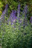 Aconitum × stoerkianum. Цветущие растения. Кировская обл., г. Киров, Ботанический сад Вятского государственного университета, в культуре. 31.07.2018.