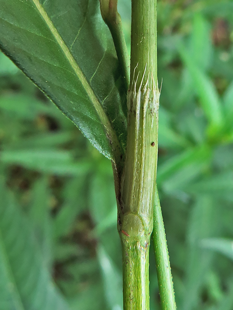 Image of Persicaria maculosa specimen.