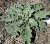 род Verbascum