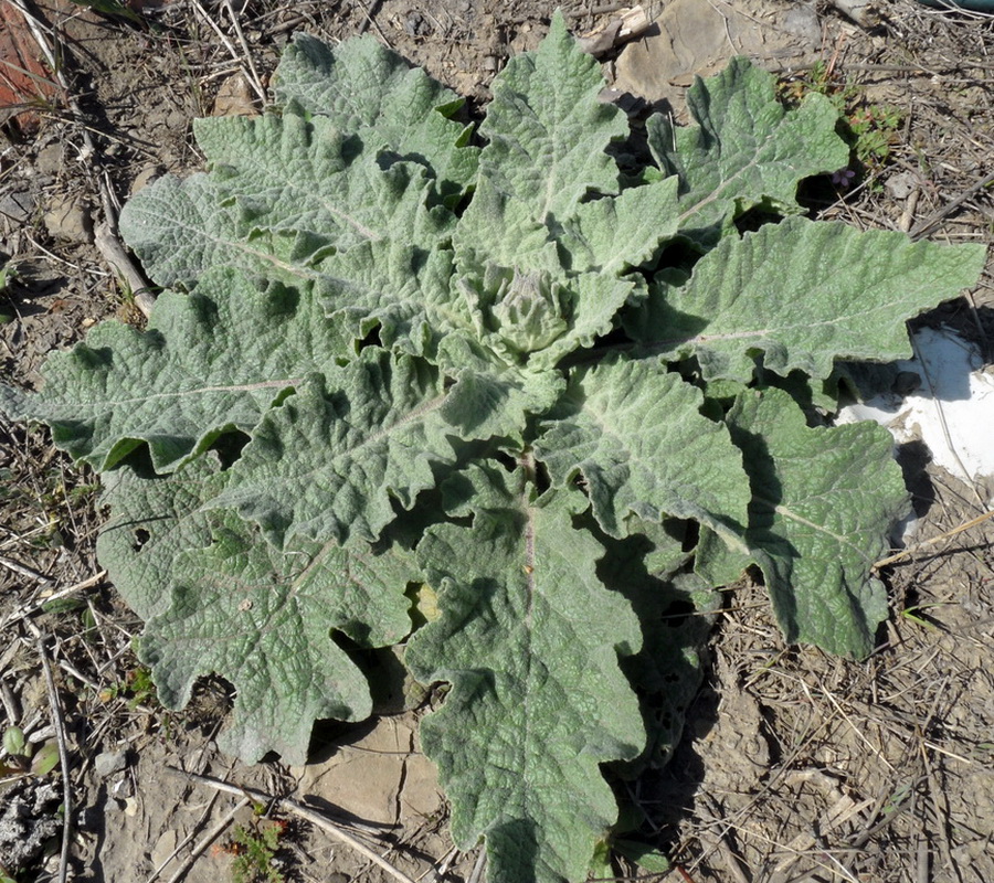 Изображение особи род Verbascum.