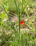 Lathyrus cicera