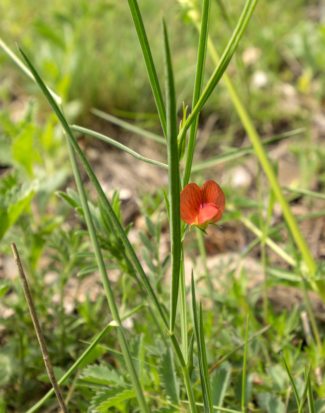 Изображение особи Lathyrus cicera.