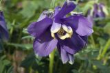 Aquilegia flabellata. Цветок. Костромская обл., Судиславский р-н, дер. Антипино, в культуре (происхождение - Сахалинская обл., Томаринский р-н). 13.05.2019.