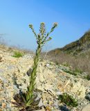 Lepidium campestre
