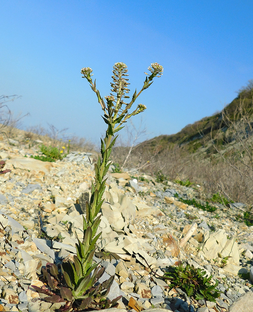 Изображение особи Lepidium campestre.