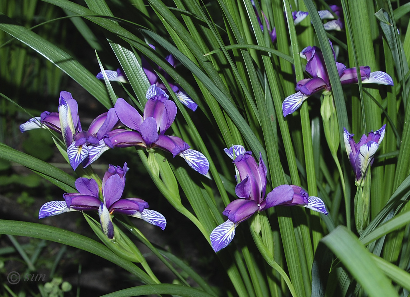 Изображение особи Iris graminea.