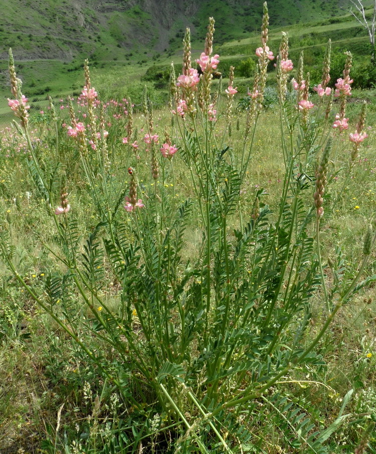 Image of genus Onobrychis specimen.