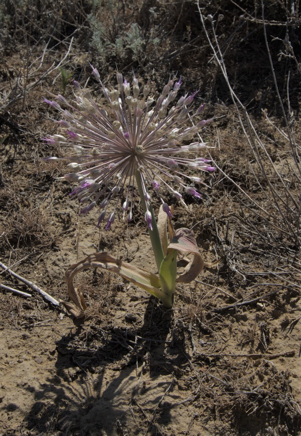 Изображение особи Allium caspium.