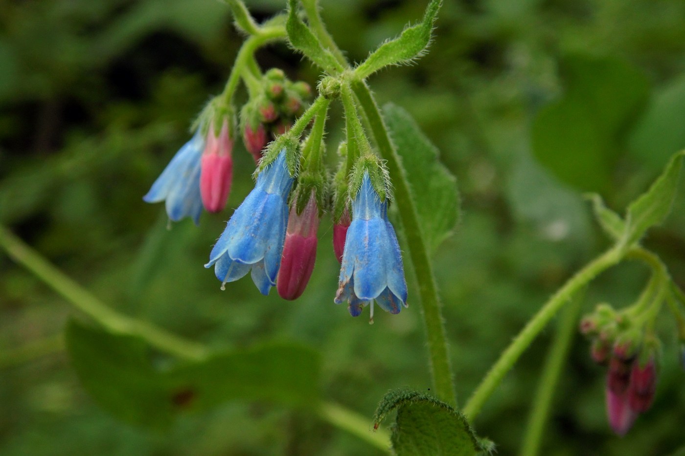 Изображение особи Symphytum asperum.