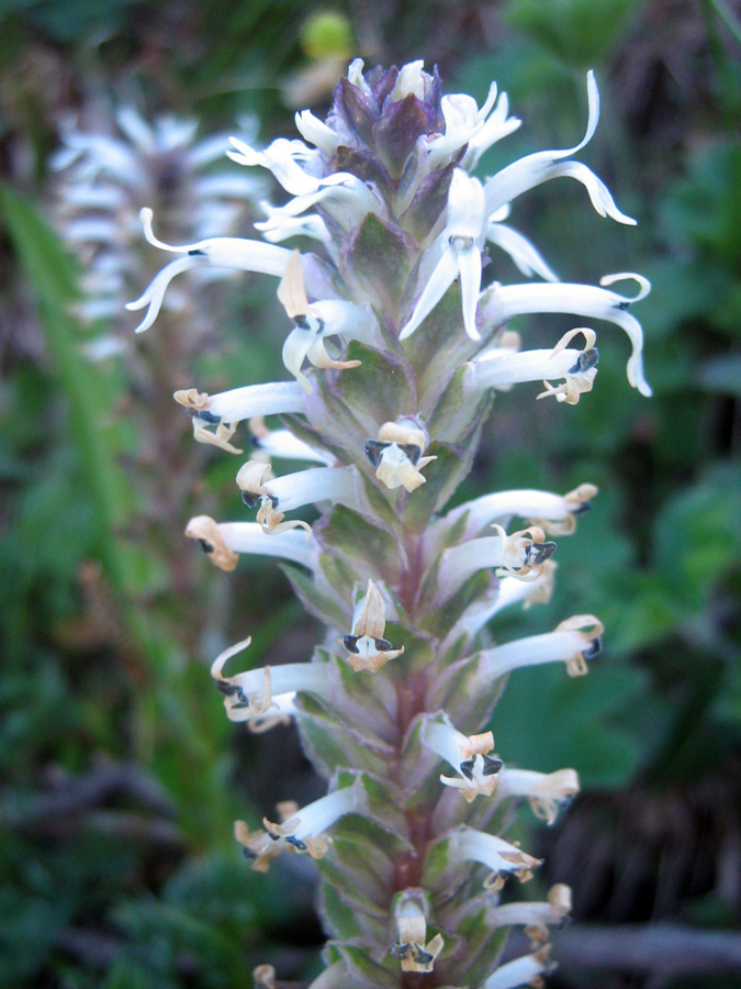 Изображение особи Lagotis integrifolia.