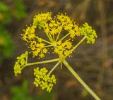 Ferula caspica