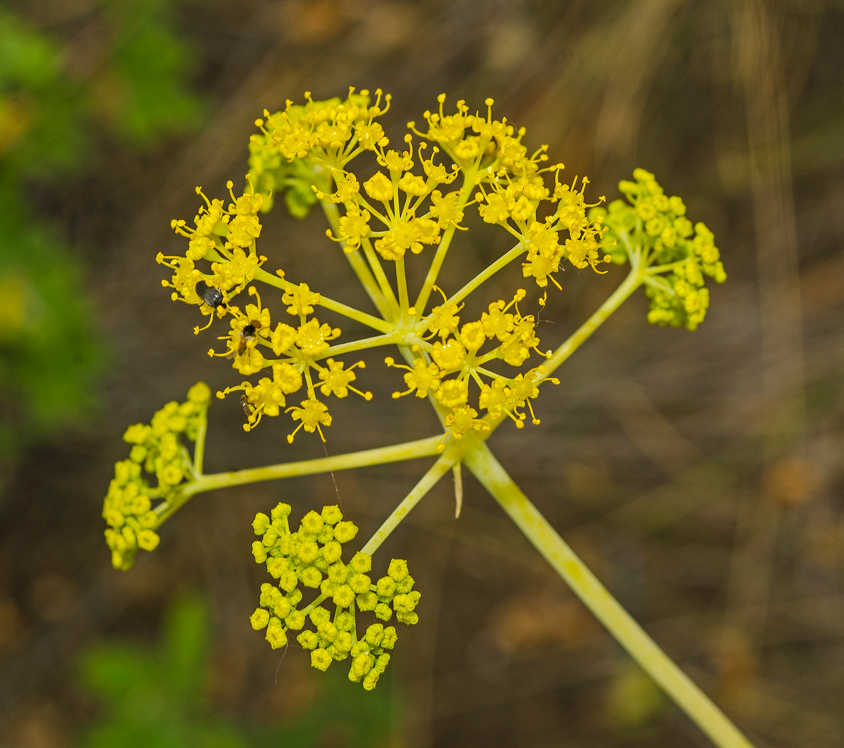 Image of Ferula caspica specimen.