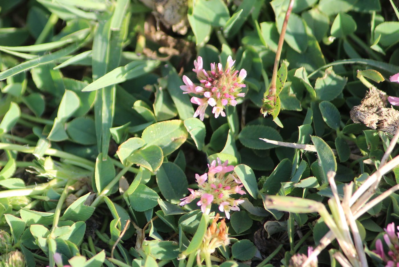 Изображение особи Trifolium fragiferum.