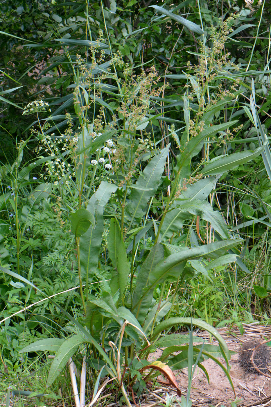 Изображение особи Rumex hydrolapathum.