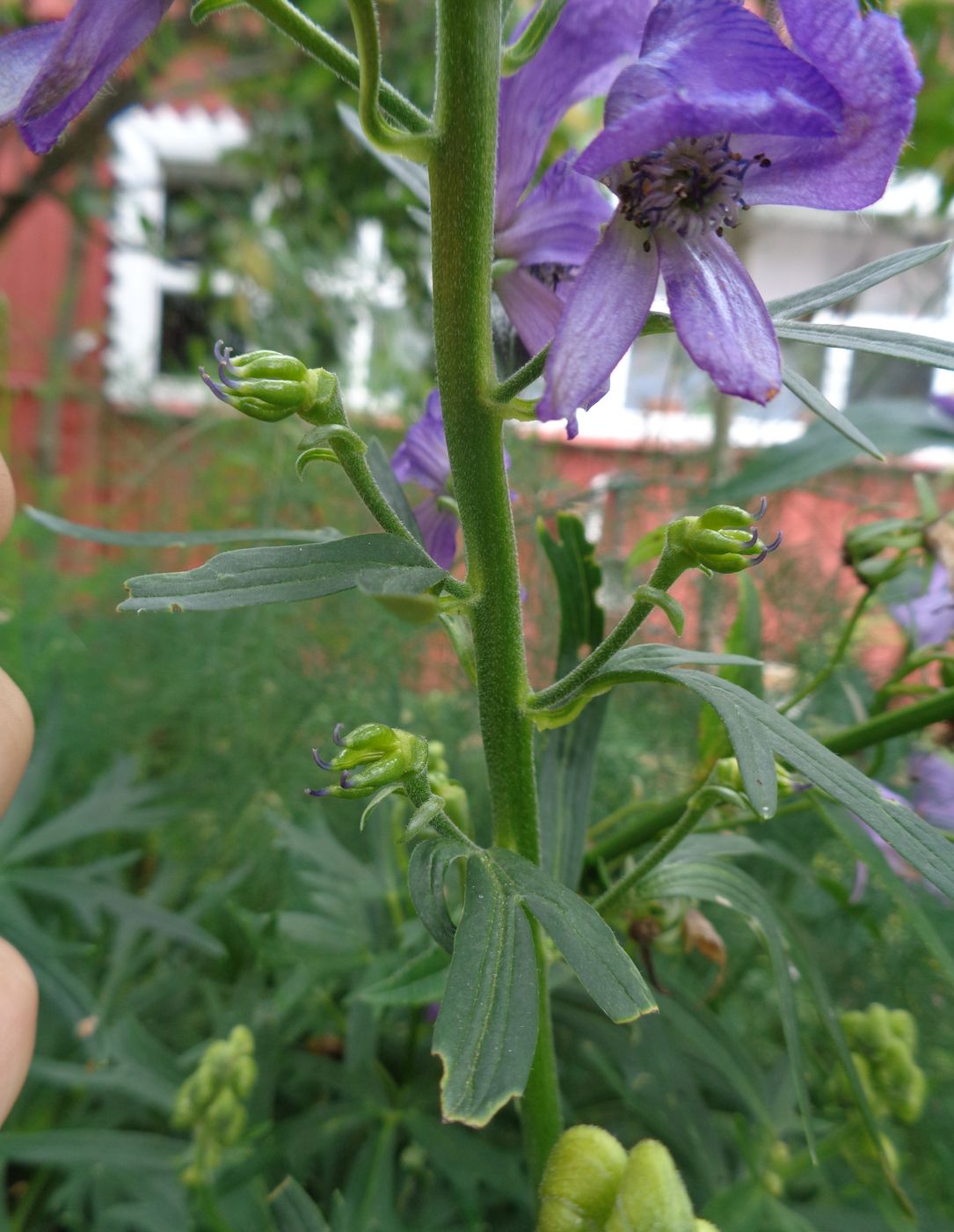 Изображение особи род Aconitum.