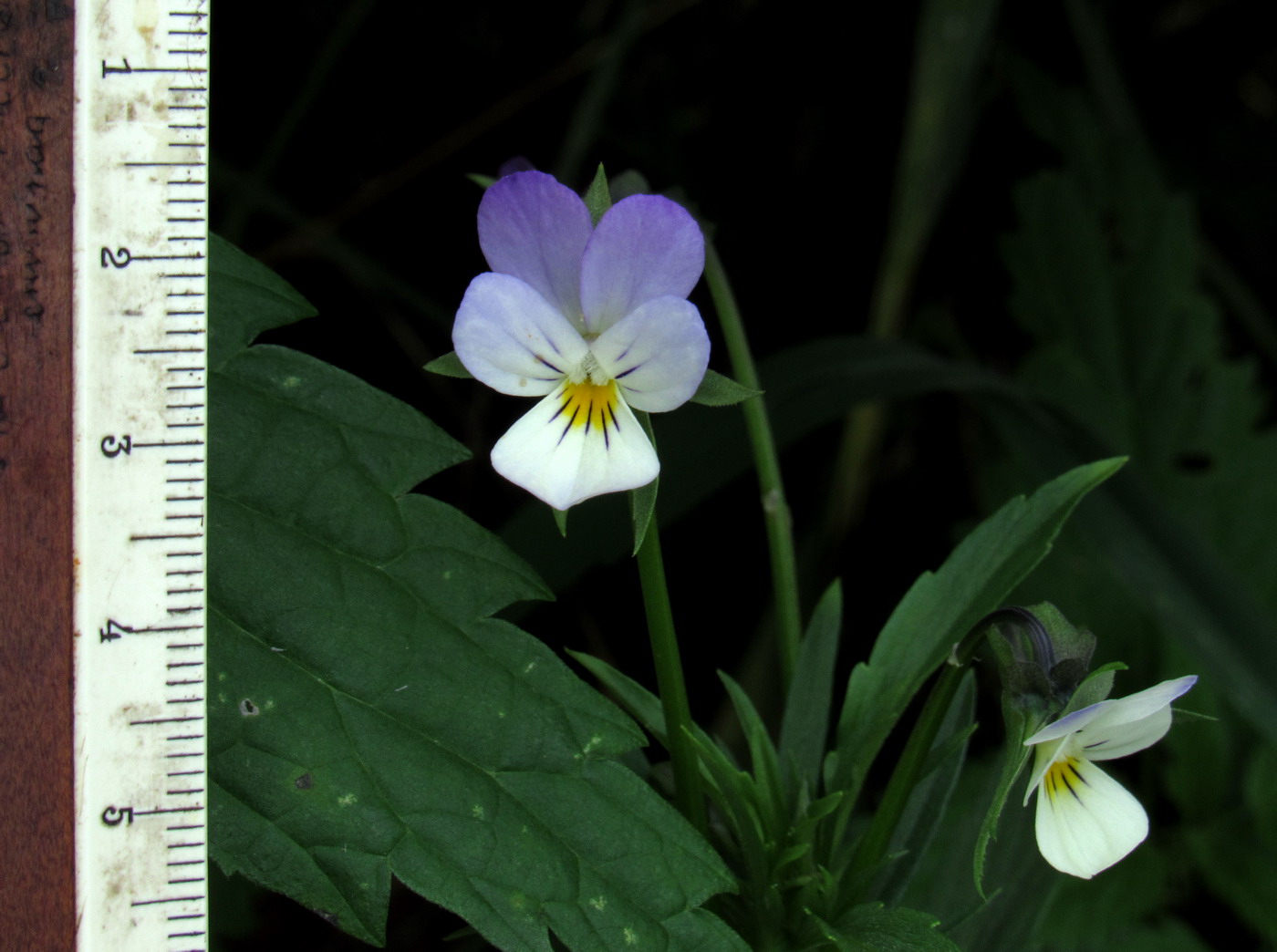 Image of Viola &times; contempta specimen.