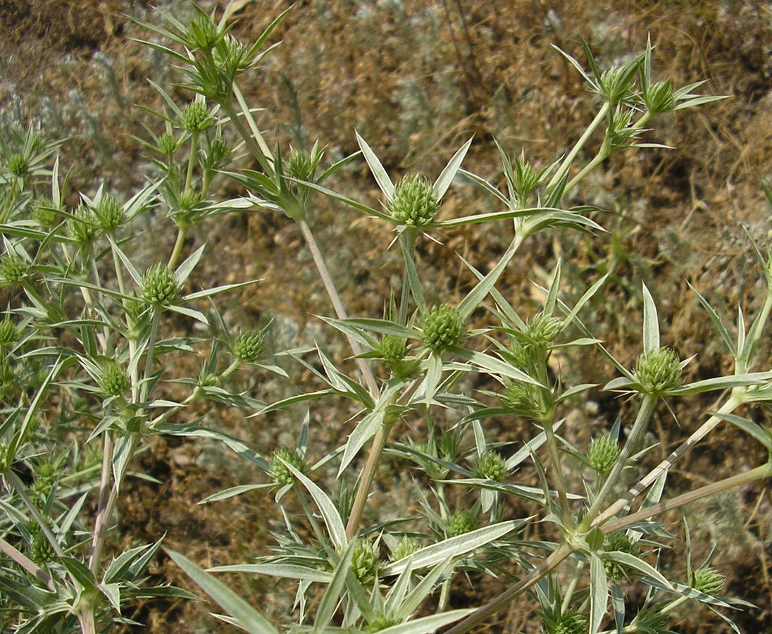 Изображение особи Eryngium campestre.