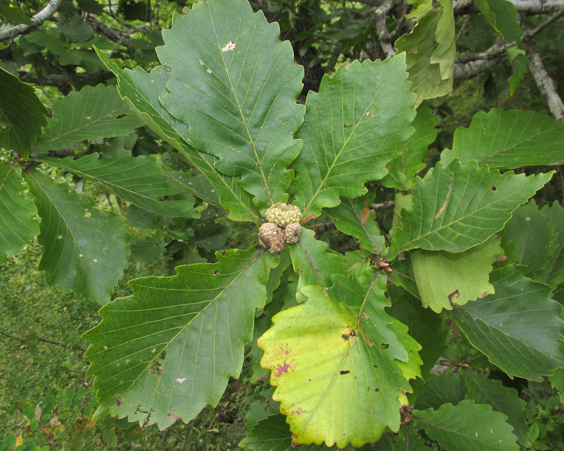 Image of Quercus mongolica specimen.