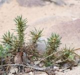 Ifloga подвид albescens
