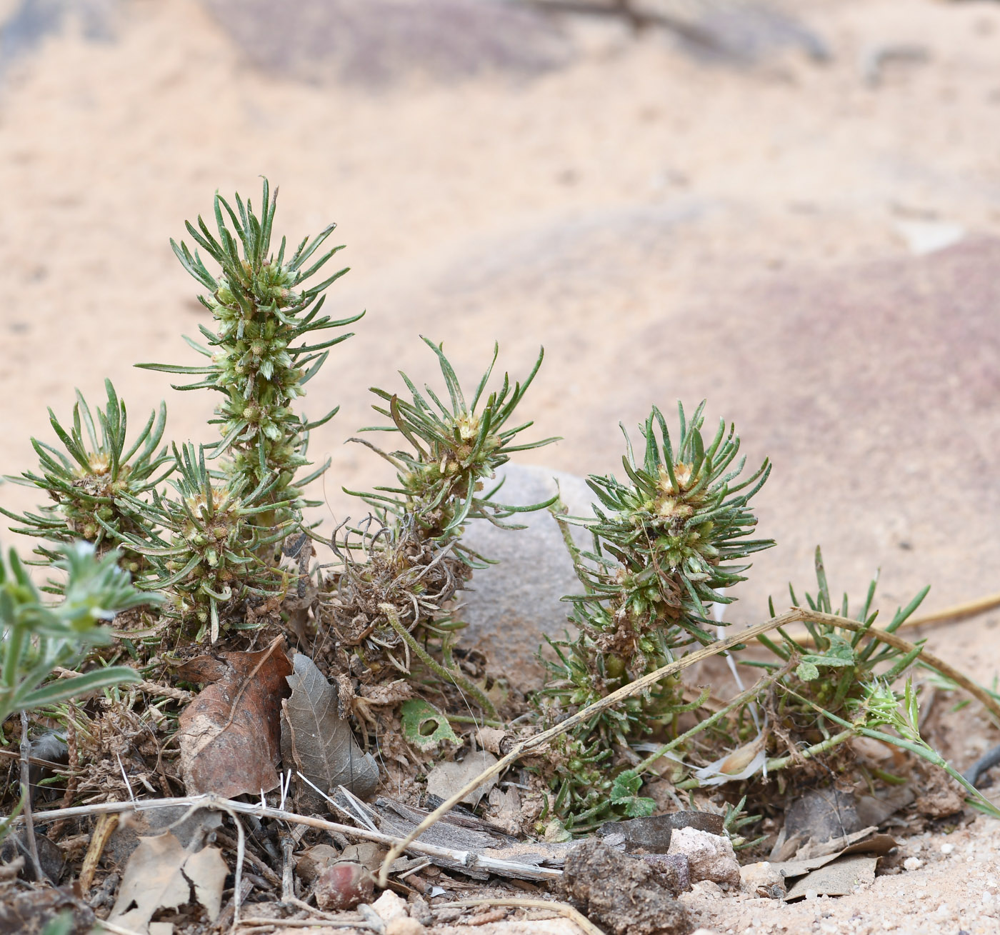 Изображение особи Ifloga spicata ssp. albescens.