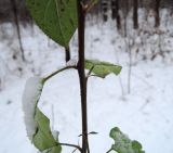 род Malus. Одревесневший побег с черешками листьев в снегу. Беларусь, г. Гродно, лесопарк Пышки. 23.12.2018.