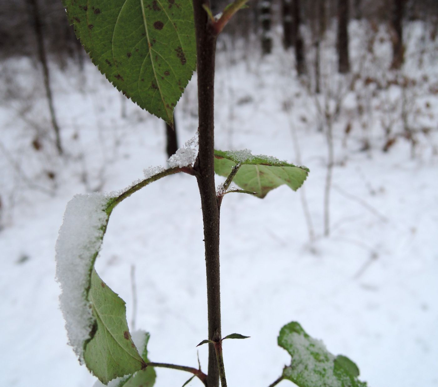 Image of genus Malus specimen.