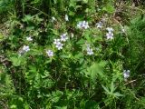 Geranium krylovii